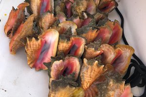 AT_Conch Haul.jpg